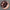 TE37 Chocolate Donut Rug
